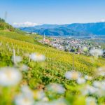 Gewürztraminer Weinweg, Herbst, Teich, Tilt Shift, Tramin, Weinberge