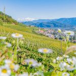 Gewürztraminer Weinweg, Herbst, Teich, Tilt Shift, Tramin, Weinberge