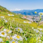 Gewürztraminer Weinweg, Herbst, Teich, Tilt Shift, Tramin, Weinberge