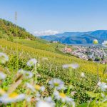 Gewürztraminer Weinweg, Herbst, Teich, Tilt Shift, Tramin, Weinberge