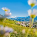 Gewürztraminer Weinweg, Herbst, Teich, Tilt Shift, Tramin, Weinberge