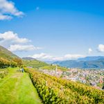 Gewürztraminer Weinweg, Herbst, Teich, Tilt Shift, Tramin, Weinberge