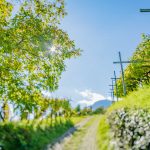 Teich, Tilt Shift, Weinberge, Weinlehrpfad, Weinlehrpfad Kurtatsch