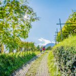 Teich, Tilt Shift, Weinberge, Weinlehrpfad, Weinlehrpfad Kurtatsch