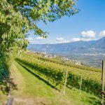 Teich, Tilt Shift, Weinberge, Weinlehrpfad, Weinlehrpfad Kurtatsch