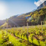 Brentalweg, Sonne, Teich, Tilt Shift, Weinberge