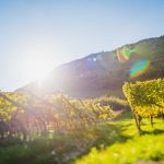 Brentalweg, Sonne, Teich, Tilt Shift, Weinberge