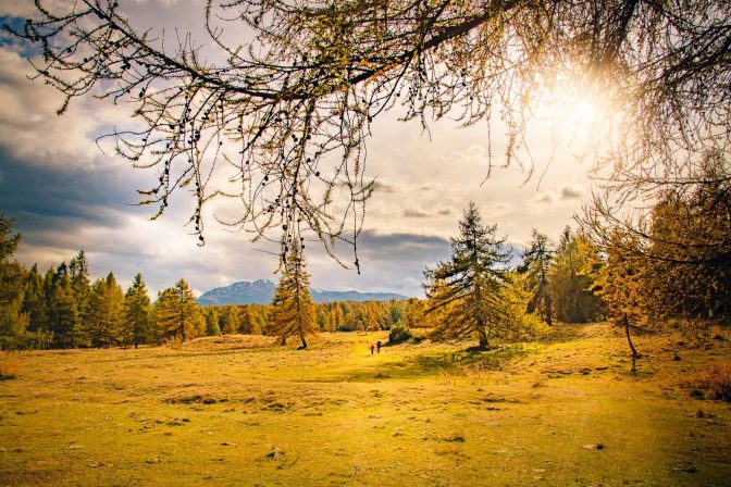 Herbst, Lärchen, Lärchenwald