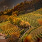 Entiklar, Herbst, Leitnweg, Weinberge