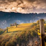 Herbst, Weinberge