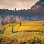 Herbst, Weinberge