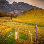 Herbst, Kurtatsch, Weinberge