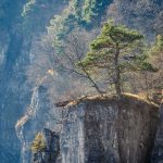 Baum, Grauner Wände