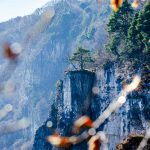 Baum, Grauner Wände