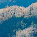 Herbst, Lichterspiel, Wald