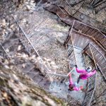 Rastenbachklamm, Treppe