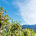 Apfelblüte, Frühling, Schwarzhorn, Weißhorn