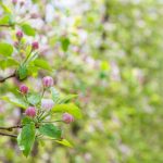 Apfelblüte, Frühling