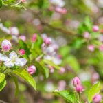 Apfelblüte, Frühling