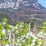 Apfelblüte, Frühling, Gummerer Hof, Kirchturm Tramin