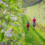 Apfelbaumreihe, Frühling, Obstanlagen, spazieren, Spaziergang