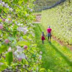 Apfelbaumreihe, Frühling, Obstanlagen, spazieren, Spaziergang