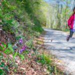 Frühling, Frühlings-Platterbse, Kastelazweg, Kinder, laufen