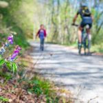 Frühling, Frühlings-Platterbse, Kastelazweg, laufen, Mountainbike, Rad fahren