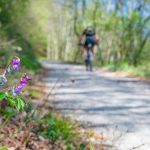 Frühling, Frühlings-Platterbse, Kastelazweg, Mountainbike, Rad fahren