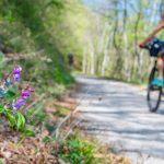 Frühling, Frühlings-Platterbse, Kastelazweg, Mountainbike, Rad fahren