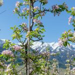 Apfelblüte, Vinschgau, weiße Gipfel