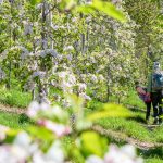 Apfelblüte, Spaß, wandern