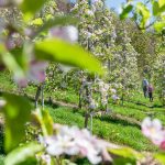 Apfelblüte, wandern