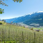 Apfelblüte, Vinschgau