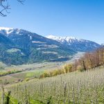 Apfelblüte, Vinschgau