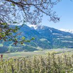 Apfelblüte, Tschars, Vinschgau, weiße Gipfel