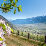 Apfelblüte, Staben, Vinschgau