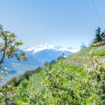 Apfelblüte, Jausenstation Sonnenhof, Vinschgau