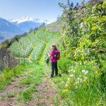 Apfelblüte, Löwenzahn, Pusteblume, Vinschgau