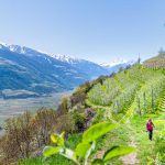 Apfelblüte, Löwenzahn, Pusteblume, Vinschgau, wandern