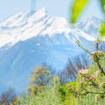 Apfelblüte, Laaser Spitze, Vinschgau