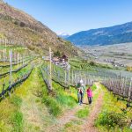 Vinschgau, wandern, Weinberge