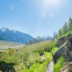 Apfelbltüte, Latschanderwaal, Sonne, Vinschgau, Waalweg