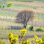 Apfelblüte, Baum