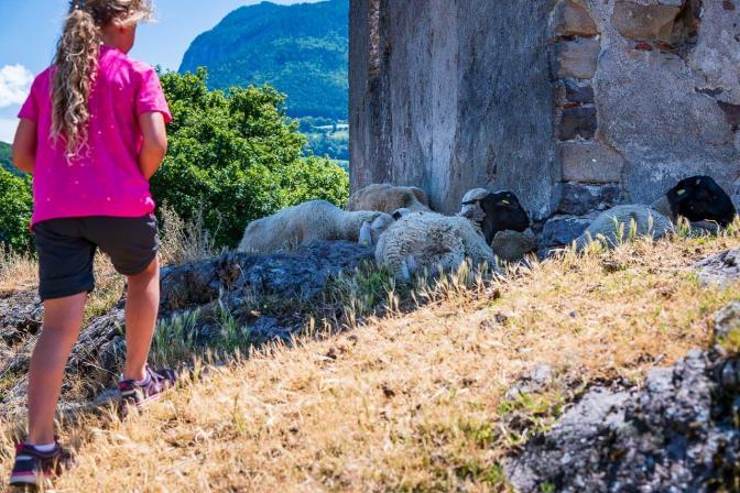 Nur ein ganz kleines Fleckchen Schatten haben die Castelfeder Schafe hinter der Mauer der Ruine der Barbara Kapelle