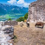 Barbara Kapelle, Castelfeder, Schafe, Tramin