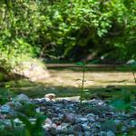 Bachbett, Forchwald, Natur, Schwarzenbach, Wasser