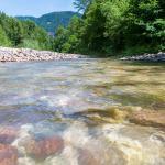 Bachbett, Forchwald, Schwarzenbach, Wasser