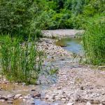 Forchwald, Natur, Schwarzenbach, Wasser