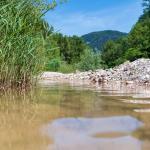 Forchwald, Schwarzenbach, Wasser